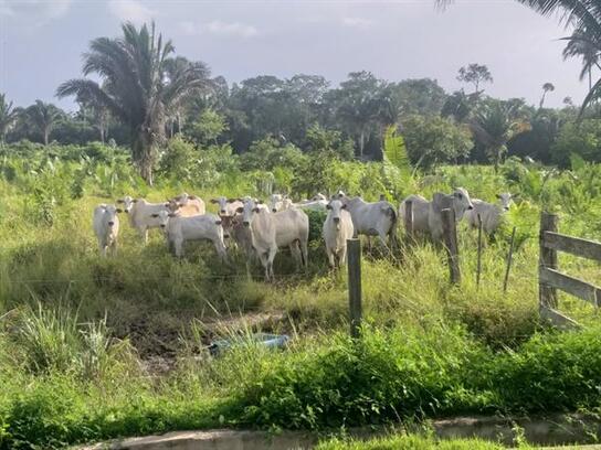  R$ 390.000 Uma linda chá