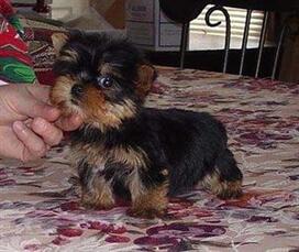 Filhotes de Yorkie Terrie